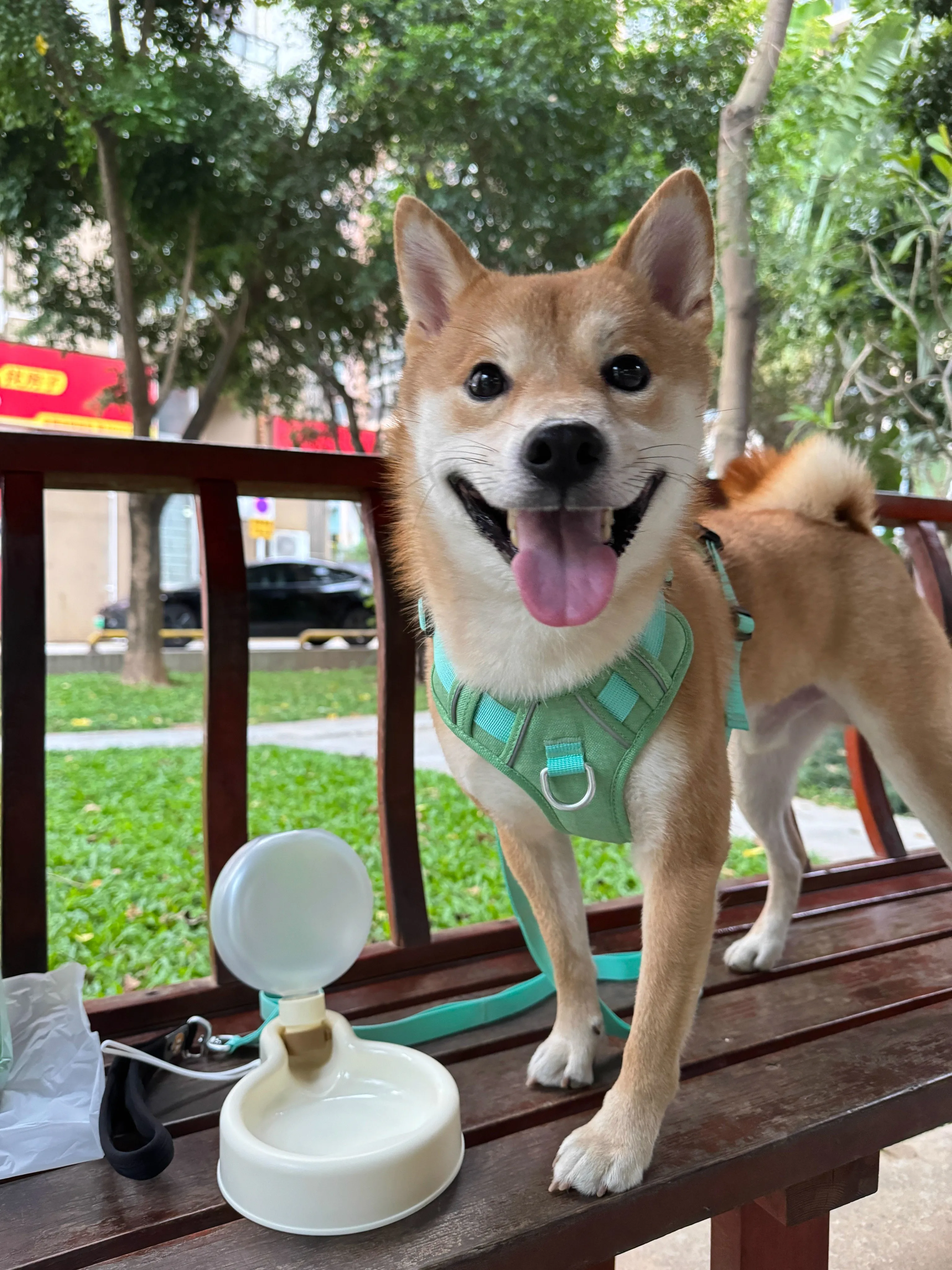 Out Drinking Water Feeder